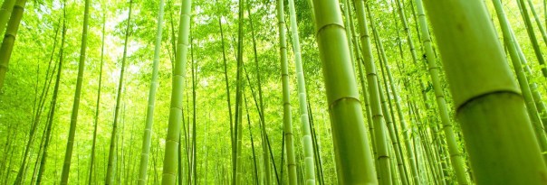 bambooForest